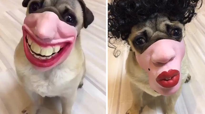 Çok tuhaflar! İnsan yüzüne benzeyen köpek maskeleri satışa çıktı 