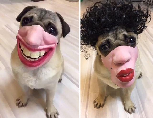 creepy-human-face-masks-dog-muzzles-amazon