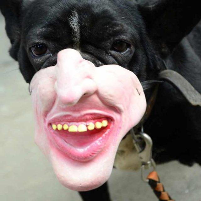 creepy-human-face-masks-dog-muzzles-amazon-2-5d03842cc4b88__700