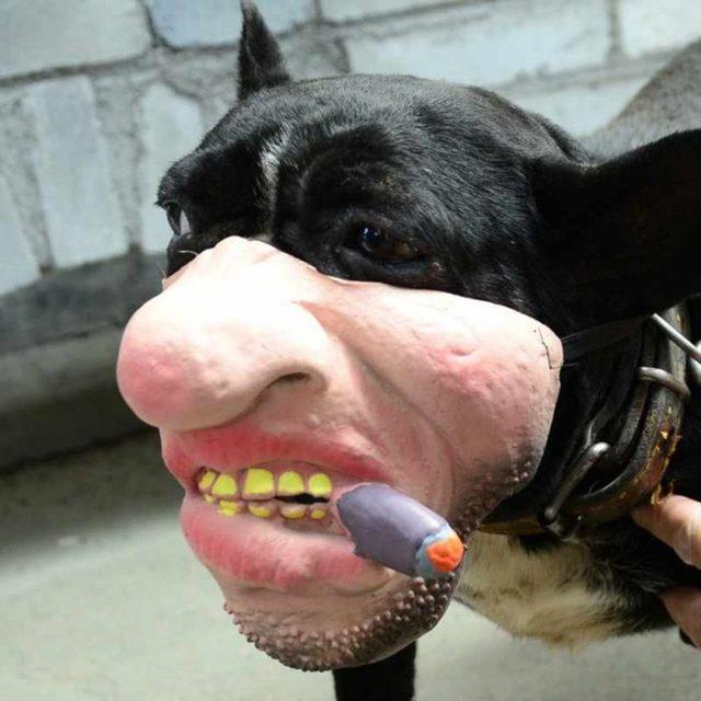 creepy-human-face-masks-dog-muzzles-amazon-4-5d0384300b750__700