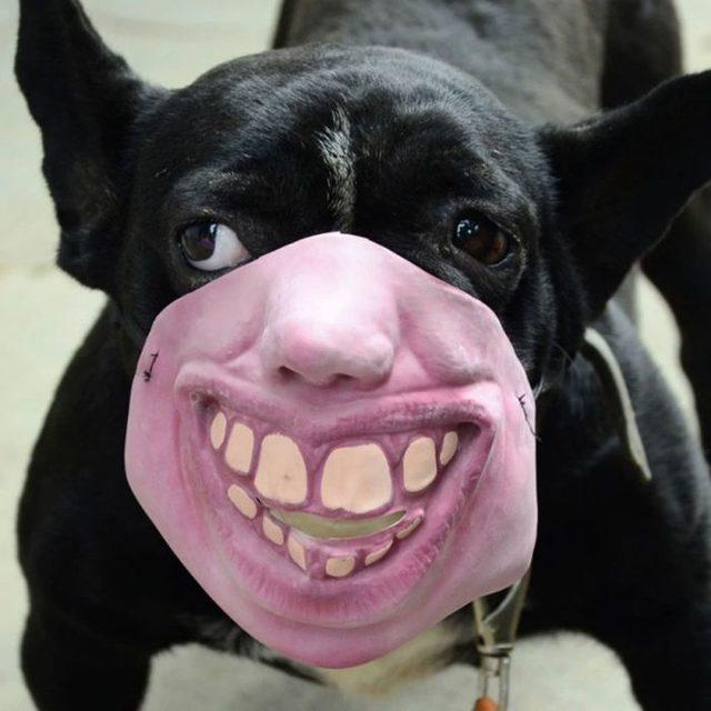 creepy-human-face-masks-dog-muzzles-amazon-6-5d0384335241f__700