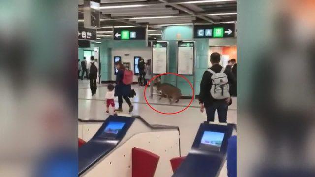 Çin’de metro istasyonuna giren yaban domuzu, kadını yaraladı