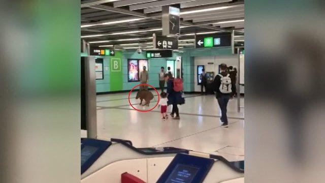 Çin’de metro istasyonuna giren yaban domuzu, kadını yaraladı