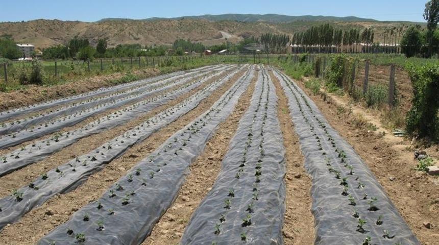 Bing&ouml;l&rsquo;de 106 bin &ccedil;ilek fidesi y&uuml;zde 70 hibe ile dağıtıldı