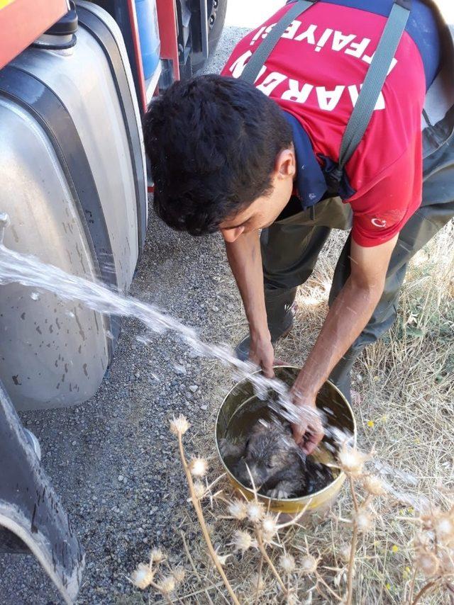 Rögara düşen yavru köpek, itfaiye ekipleri tarafından kurtarıldı 1