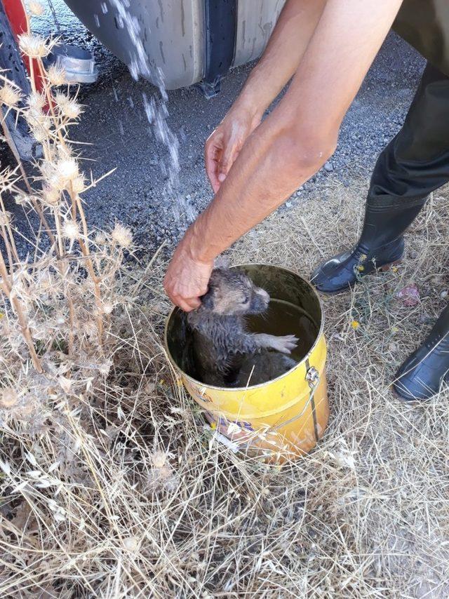 Rögara düşen yavru köpek, itfaiye ekipleri tarafından kurtarıldı 4