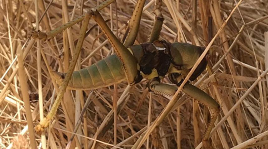 Diyarbakır'da çiftçiler buldu: İlk defa görüldü