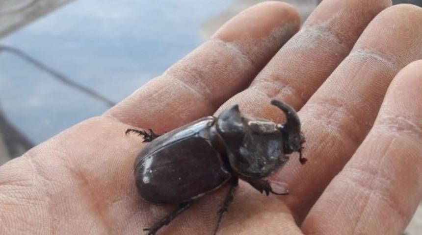 Aydın&rsquo;da gergedan b&ouml;ceği bulundu