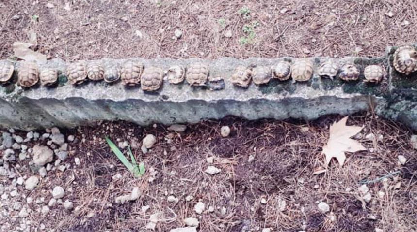 Mezardan tam 23 kaplumbağa &ouml;l&uuml;s&uuml; &ccedil;ıktı! Hepsini betona dizmişler