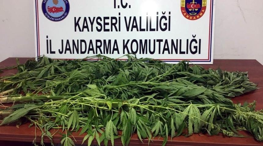 Develi&rsquo;de kenevir ele ge&ccedil;irildi