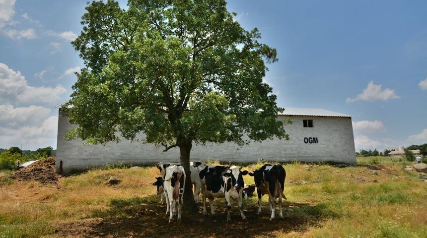 Balıkesir&rsquo;de orman k&ouml;yl&uuml;s&uuml;ne 6 milyon faizsiz destek
