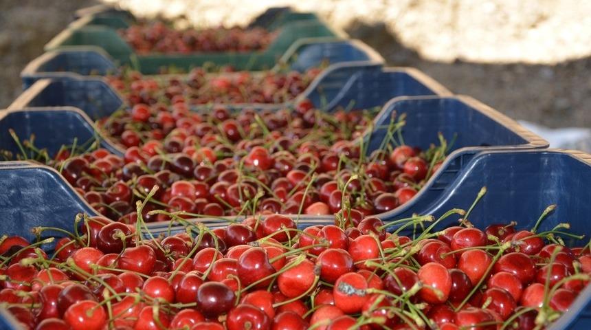 Tescilli Salihli Kirazı üreticinin yüzünü güldürdü