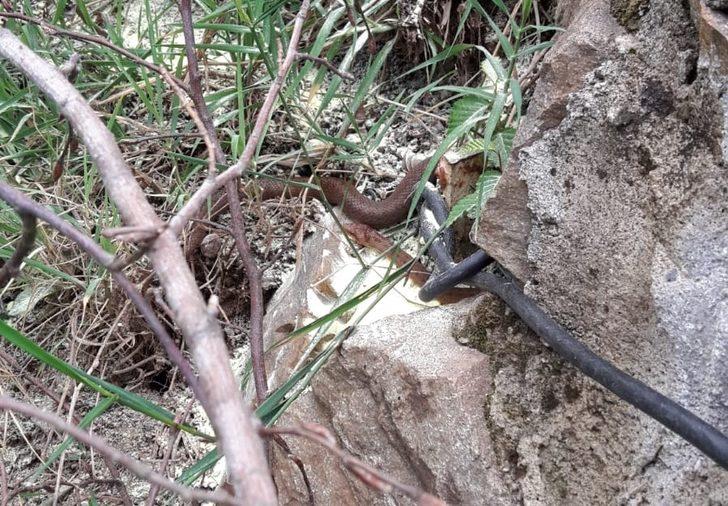 İlk kez görüldü! Evi bastılar: Yetkililer harekete geçti G1