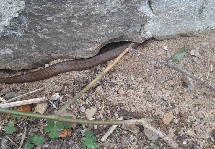 İlk kez görüldü! Evi bastılar: Yetkililer harekete geçti G4