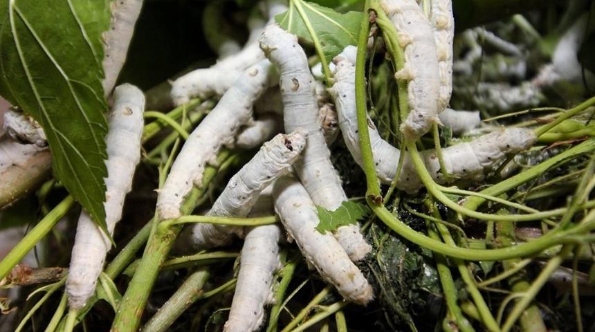 Osmaneli’den ipek üretimi atağı