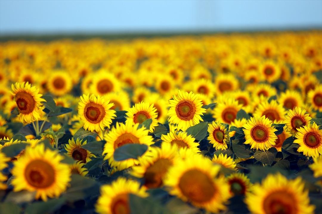 'Sarı gelin' uyanıyor! B&uuml;y&uuml;leyen manzara