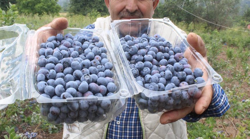 Dağ köyünün yüzünü güldürdü! Dönümden 80 bin lira kazanıyor