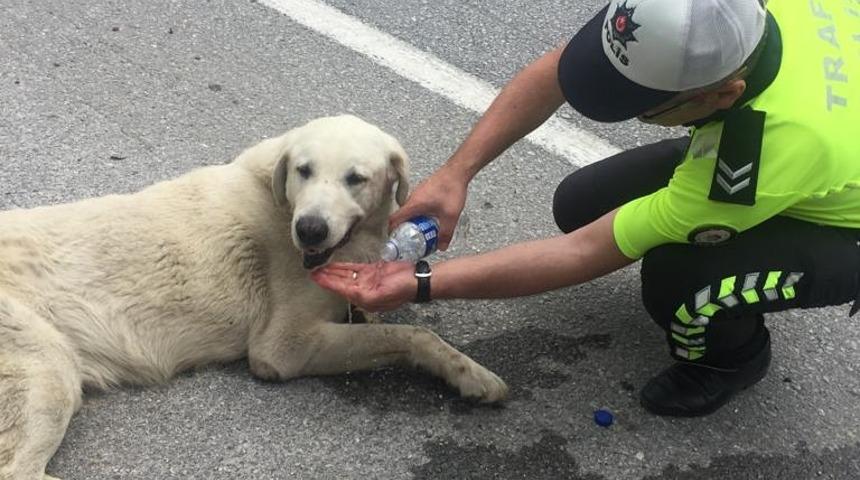 Bitkin d&uuml;şen k&ouml;peğe polis şefkati