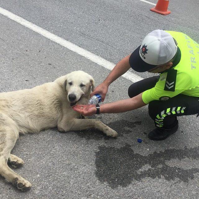 Bitkin düşen köpeğe polis şefkati