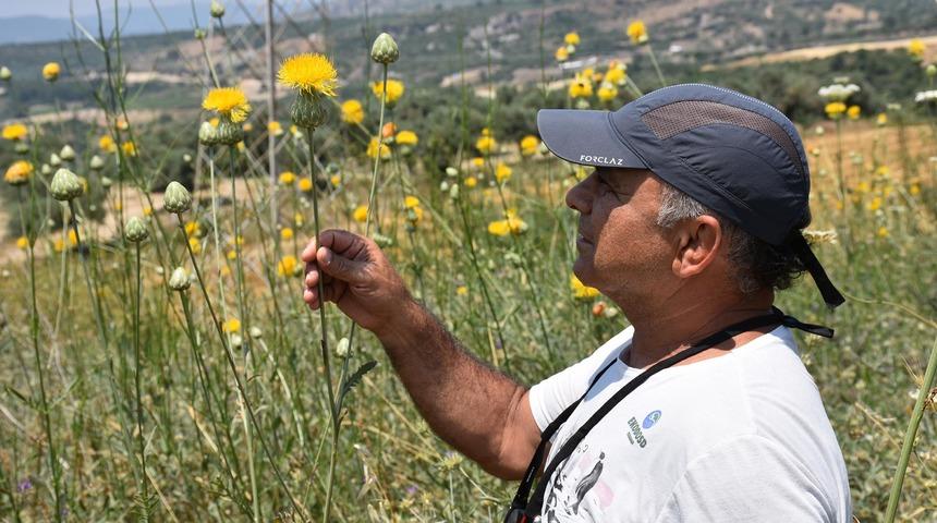 Bu bitkiyi sakın koparmayın! Cezası 50 bin TL