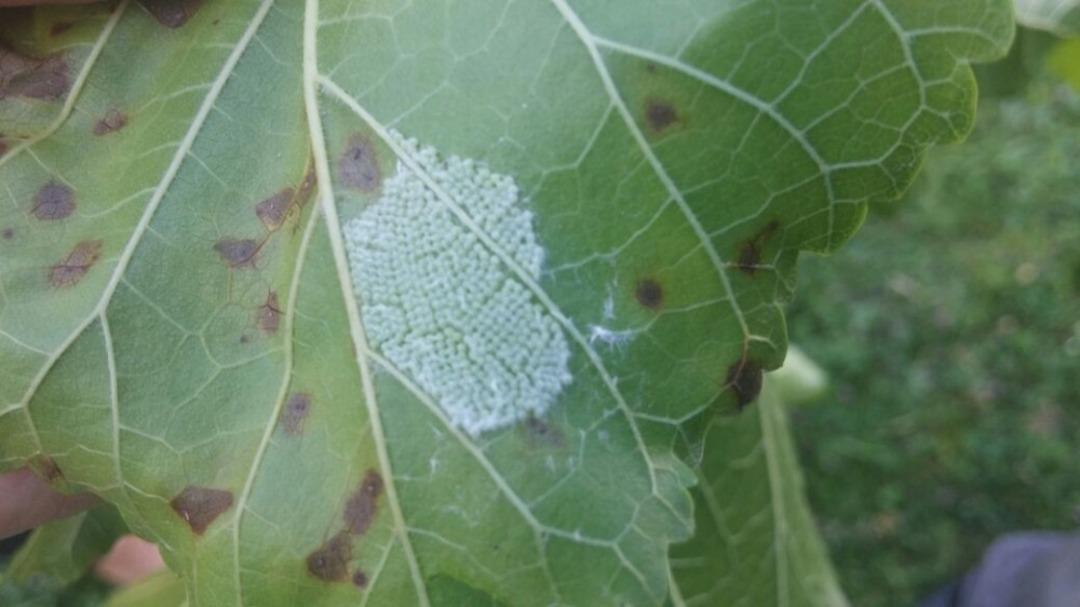 Fındık &uuml;reticisine Amerikan Beyaz Kelebeği uyarısı