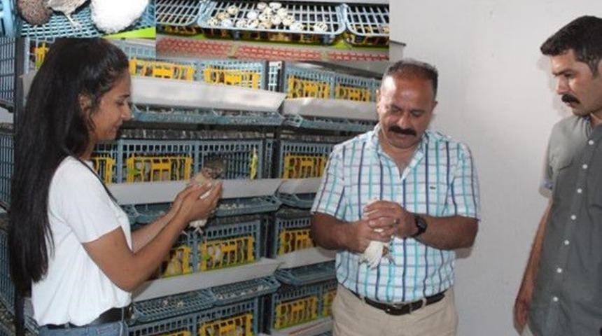 Iğdır’da bıldırcın çiftliği kuruldu