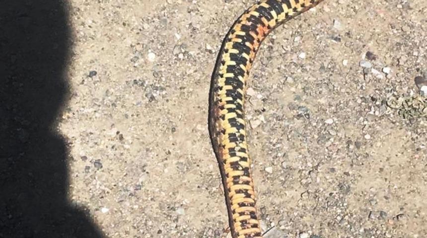 &Ouml;zalp il&ccedil;esinde korkutan g&ouml;r&uuml;nt&uuml;