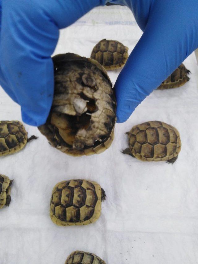 Mezarlıktaki kaplumbağaların sırrı çözüldü
