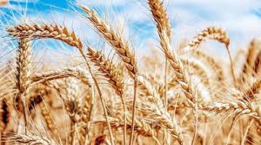 Buğday ürünü ihracatından ekonomiye 10 milyar dolar katkı