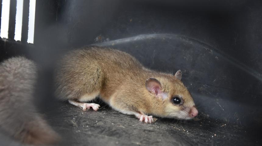 İneg&ouml;l'de 'Laos Faresi' bulundu