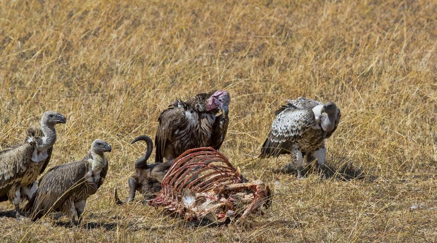 En büyük katliam: 537 tanesini zehirleyerek öldürdüler!