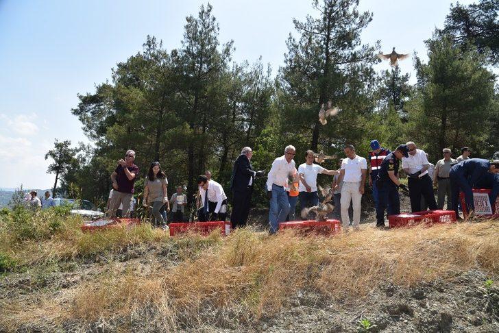 Doğaya bin keklik salındı G2