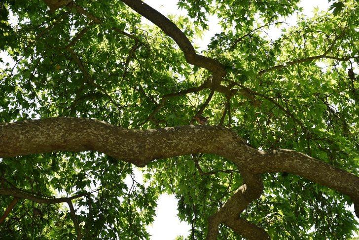 Doğaya bin keklik salındı G5