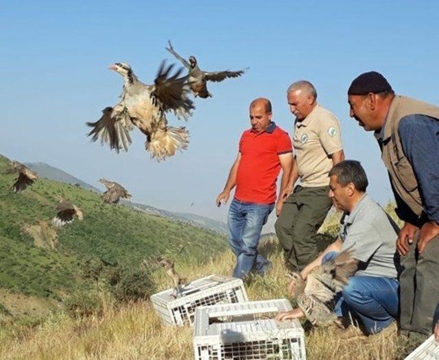 Elazığ&rsquo;da bin keklik doğaya salındı 2