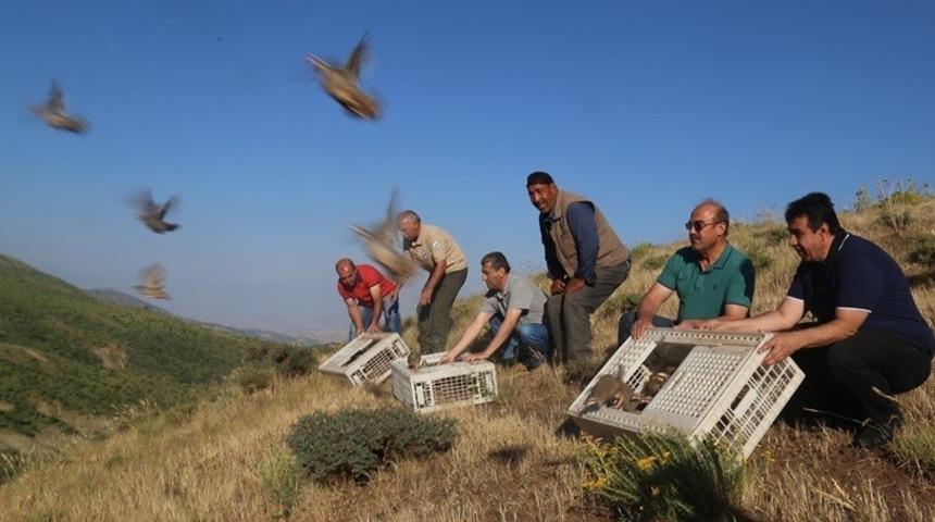 Elazığ&rsquo;da bin keklik doğaya salındı