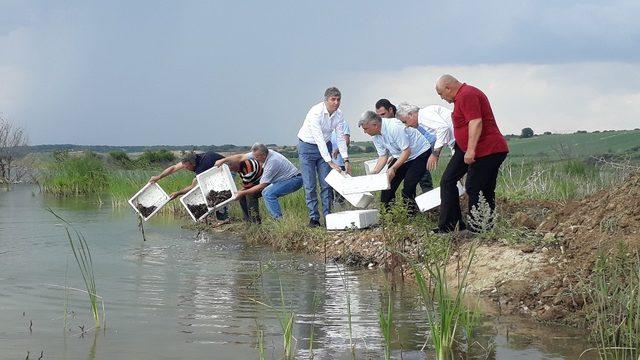 2 bin adet kerevit barajla buluştu