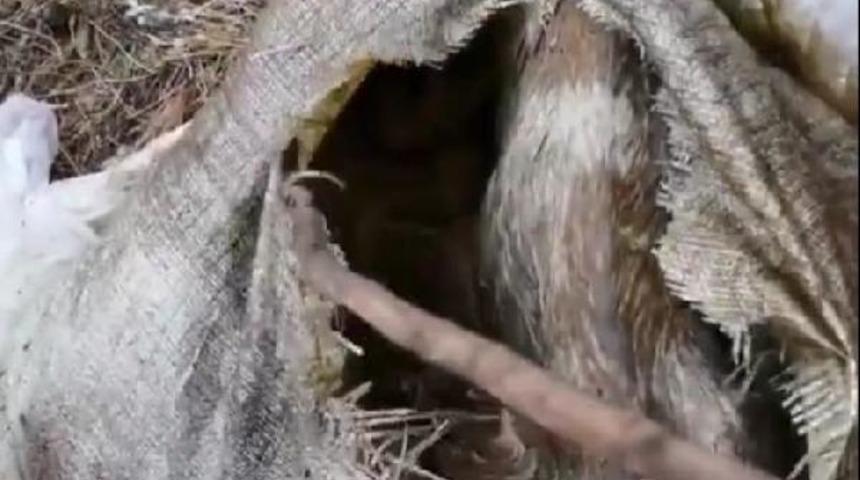 Bunu yapan insan olamaz! Ormanlık alanda çuvalın içinde bulundular