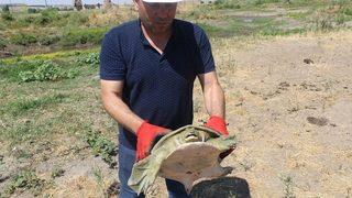 Diyarbakır'da nesli tükenmek üzere olan Fırat kaplumbağası bulundu