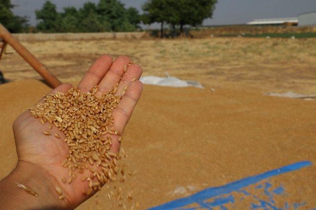 30 ton buğday yüklü tırla kayıplara karıştı