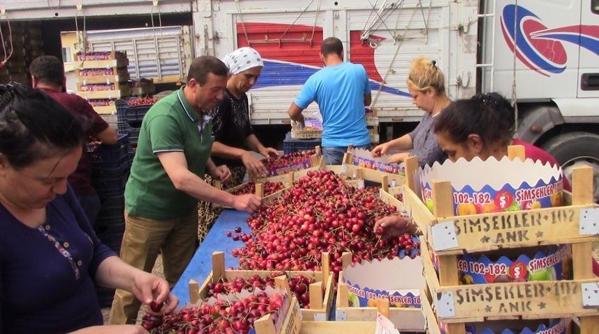 Şaphane&rsquo;de kiraz &uuml;reticisinin son yağışlardan zararı yaklaşık 2 bin 500 ton