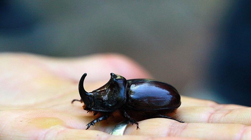 Bingöl'de dünyanın en güçlü böceği bulundu!