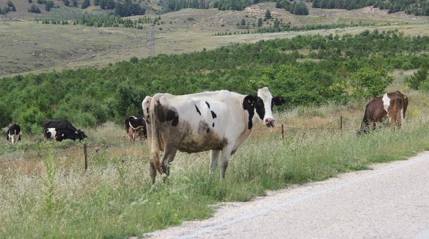 Brusella hastalığına dikkat edin