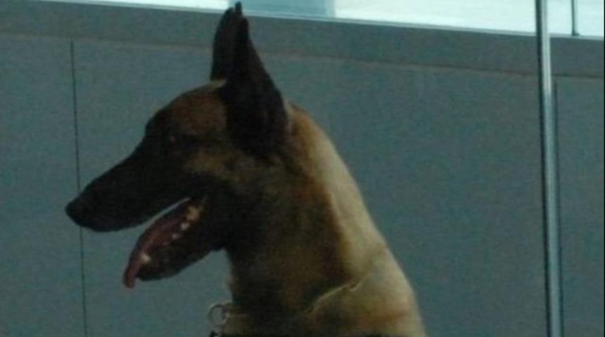 Koku uzmanı köpek, servet buldu