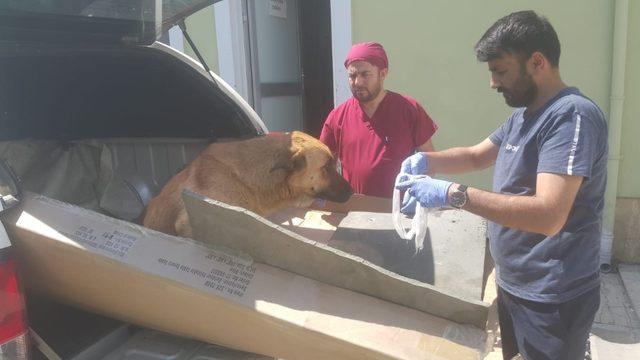 Ayakları kırılan köpek Van’a sevk edildi