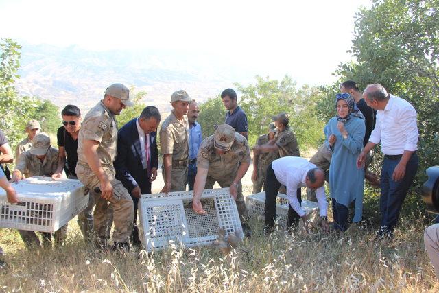 Şırnak'ta kınalı keklikler doğaya salındı 