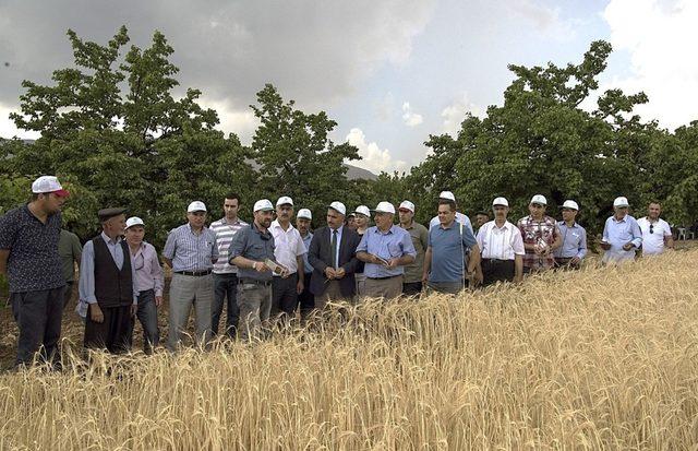 Beydağı’na 3 yeni yeni arpa çeşidi ekildi