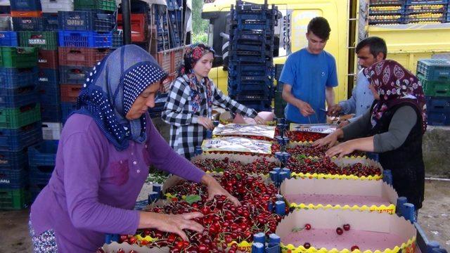 Kiraz, Simavlı çiftçinin yüzünü güldürdü