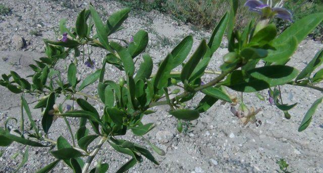 Simav'da 'goji berry' deneme dikimi yapıldı