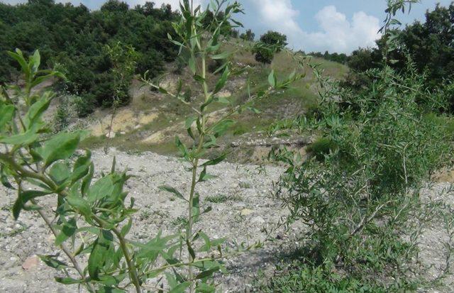 Simav'da 'goji berry' deneme dikimi yapıldı