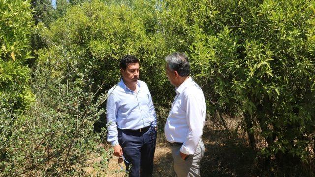 Bodrum’un mandalina bahçeleri turistik olacak